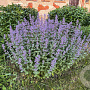 Nepeta grandiflora 'Summer Magic' GM P9