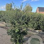 Osmanthus burkwoodii 100-125 cm 20L