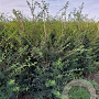Osmanthus burkwoodii 125-150 cm met kluit