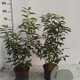 Prunus l. 'Angustifolia' 40-60 cm 3,0L