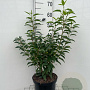 Prunus l. 'Angustifolia' 60-80 cm 5,0L