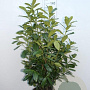 Prunus l. 'Novita' 100-125 cm 10L