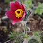 Pulsatilla v. 'Rubra' GM P9