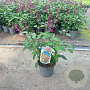 Salvia Love and Wishes 30-40 cm 2,0L