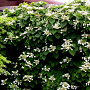 Schizophragma hyd. 'Moonlight' 150-175 cm 20L 3 stok