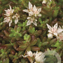 Sedum album 'Coral Carpet' GM P9