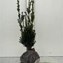 Taxus media 'Hillii' 40-50 cm met kluit
