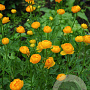 Trollius 'Orange Globe' GM P9