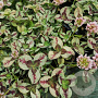 Trifolium repens 'Dragon's Blood' GM P9