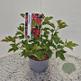Viburnum opulus 'Compactum' 25-30 cm 3,0L