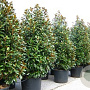 Magnolia grandiflora 'Praecox' 12-14 HO container