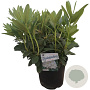 Rhododendron 'Cunningham's White' 50-60 cm 10L