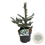 Abies k. 'Silberlocke' 30-40 cm 4,5L