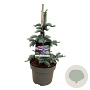 Abies procera 'Glauca' 30-40 cm 4,5L