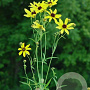 Coreopsis tripteris GM P9 BIO