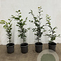 Fagus sylvatica 40-60 cm 2,5L