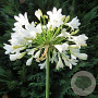 Agapanthus 'Arctic Star' 50-60 cm 5,0L