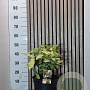 Aucuba jap. 'Variegata' 40-50 cm 7,5L