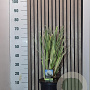 Cortaderia selloana 60-70 cm 5,0L