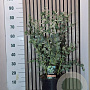 Eucalyptus gunnii 35-40 cm 7,5L