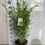 Fargesia mur. 'Jumbo' 80-100 cm 7,5L