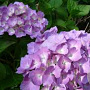Hydrangea m. 'Gerda Steiniger' 40-50 cm 7,5L