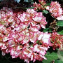 Hydrangea pan. Cocktail 50-60 cm 7,5L