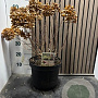 Hydrangea pan. Little Fresco 60-70 cm 7,5L