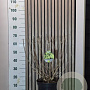 Hydrangea pan. Mojito 50-60 cm 7,5L