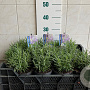 Lavandula ang. 'Munstead' 10-15 cm C1.5