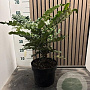 Mahonia media 'Charity' 40-45 cm 5,0L