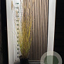 Miscanthus sin. 'Gracillimus' 100-120 cm 5,0L