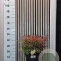 Nandina d. 'Gulf Stream' 30-40 cm 7,5L