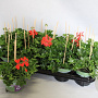 Pelargonium peltatum rood GM P12