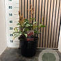 Photinia fraseri 'Red Robin' 60-65 cm 7,5L