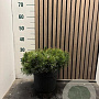 Pinus mugo pumilio 30-35 cm 5,0L