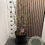 Prunus incisa 'Kojou-no-mai' 50-55 cm 7,5L