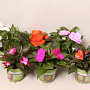 Impatiens N.G. ClockWork Divers GM P12