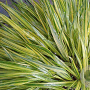 Hakonechloa macra 'Aureola' GM P9
