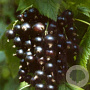 Ribes nigr. 'Ben Nevis' 60-80 cm 2,0L
