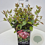 Viburnum tin. 'Gwenllian' 30-40 cm 10L
