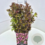 Weigela florida 'Nana Purpurea' 40 cm 10L