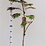 Albizia julibr. 'Evi's Pride' 170-200 cm 10L