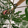 Albizia julibr. 'Pos 1' 80-100 cm 3,0L