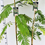 Albizia julibr. 'Rouge de Tuilière' 125-150 cm 3,0L