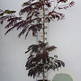 Albizia julibr. 'Summer Chocolate' 60-80 cm 3,0L