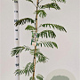 Albizia julibrissin 100-125 cm 3,0L
