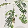 Albizia julibrissin 125-150 cm 3,0L