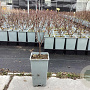 Amelanchier 'Prince William' 30-40 cm C1.5