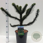 Araucaria araucana 30-40 cm 7,5L
